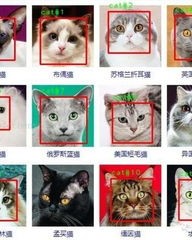 喵喵的样子怎么组词