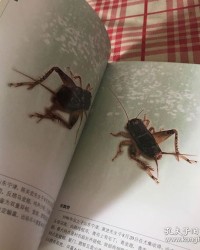 蟋蟀的蟋组词(蟋蟀的蟋组词二字)