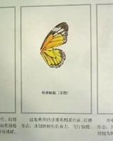 蝶的蜻怎么组词