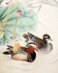 鸳鸯的昂怎么组词语