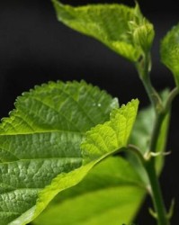 吃桑叶的桑怎么组词