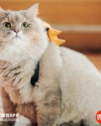 猫的绒怎么组词