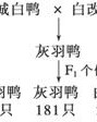 羽和果怎么组词