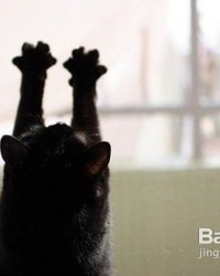 黑猫怎么组词语