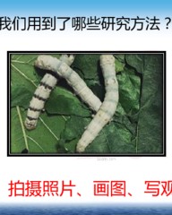 蚕的组词(蚕的组词有什么)