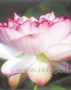 芙蓉花的佛怎么组词