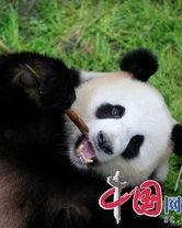 熊猫的梦怎么组词