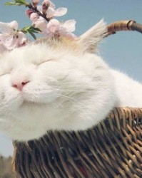模仿的猫怎么组词呀