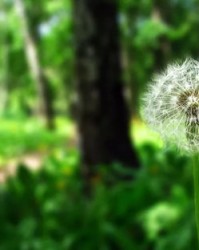 蒲公英的蒲怎么组词