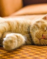 感冒了猫怎么组词呀