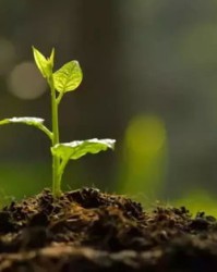 植物的植组词