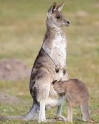 袋鼠的袋带怎么组词