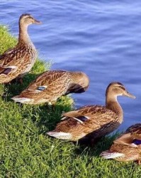 啊呀鸭子的鸭怎么组词