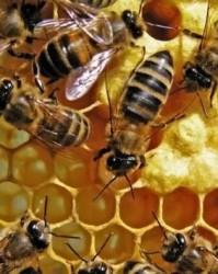 蜜蜂的巢怎么组词啊