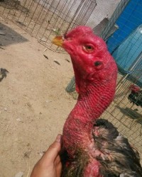 公鸡的斤怎么组词