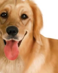 狗狗叫的叫怎么组词