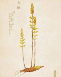 天麻可以怎么组词呢