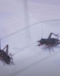 蟋蟀能怎么组词