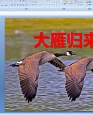 雁的组词(丛的组词)