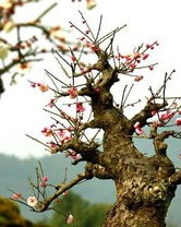 邓可以组怎么组词