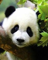 毛茸茸熊猫怎么组词