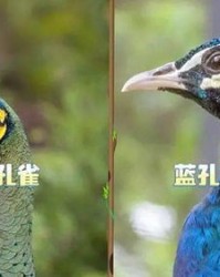 孔雀的却的却怎么组词