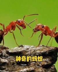 蚂蚁的蚁的蚁怎么组词