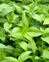 荆芥怎么组词