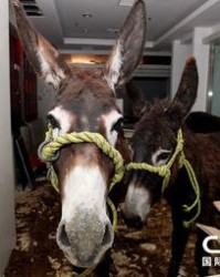 驴棚的驴怎么组词