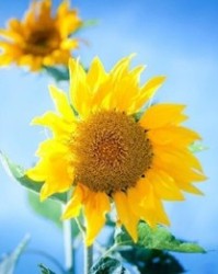 勃组词大全(勃组词最佳答案)