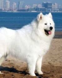 犬怎么组词组词
