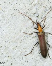 昆虫的昆虫怎么组词