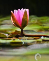 花朵的组词(花朵组词接龙)