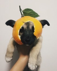 狗儿的狗怎么组词