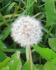 浦蒲公英的蒲怎么组词