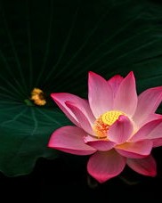 贺卡的荷可以怎么组词