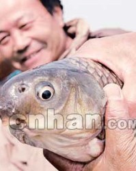 湖里的鲤鱼怎么组词