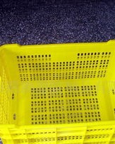 箩筐的箩组词(箩筐的箩组词四字)