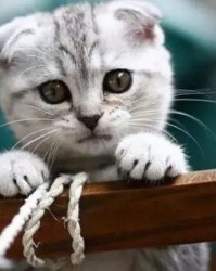 猫盐的盐怎么组词