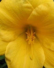花蕊的蕊组词