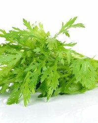 茼蒿的茼怎么组词啊