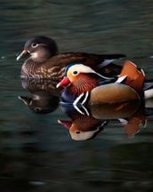 鸳鸯的鸯和鸯怎么组词