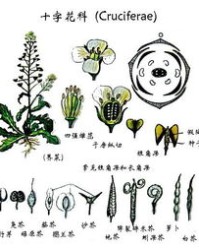 植物器官用花组词怎么组