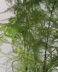 请问嫩绿的嫩怎么组词