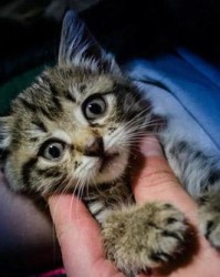猫的虫怎么组词