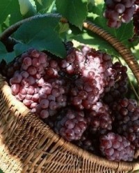 风俗葡萄怎么组词