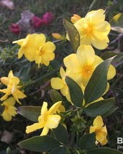 迎春花可以怎么组词