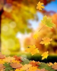 枫叶的风风怎么组词