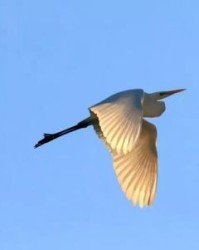 唶组词(蜡组词)