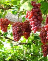 葡萄的跑怎么组词